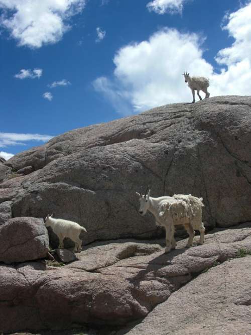 Goats Mountain Goat Animal Nature Wildlife