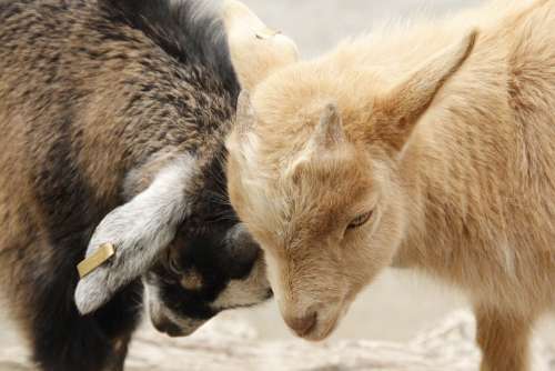 Goats Lambs Young Zoo Animal Nature Mammals