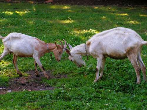Goats Match Corners Meadow Goat Mammal Pastures