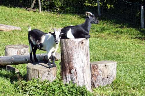 Goats Wood Stock Enjoy Heat Dear Black And White