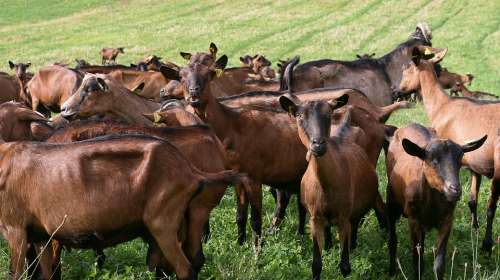 Goats Abbey Stone That Turns Animals Breeding Dairy