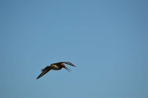 Godwit Bird Spring Nature Animal Holland Fly