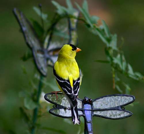Gold Finch Bird Feathered Wildlife Animal Nature