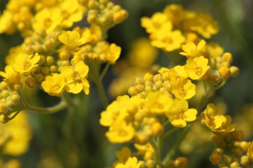 Gold Lacquer Gold Dust Stone Herb Flower Yellow