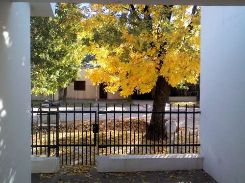 Golden Autumn Autumn Leaves Trees