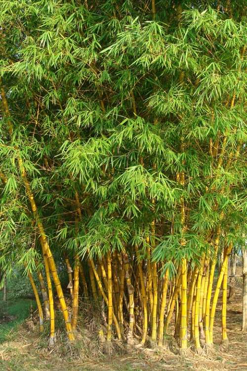 Golden Bamboo Striped Bamboo Bambusa Vulgaris