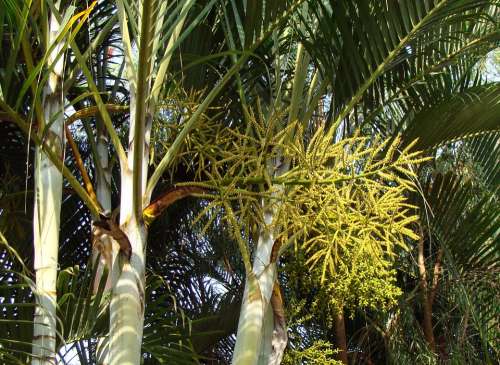 Golden Cane Palm Butterfly Palm Madagascar Palm