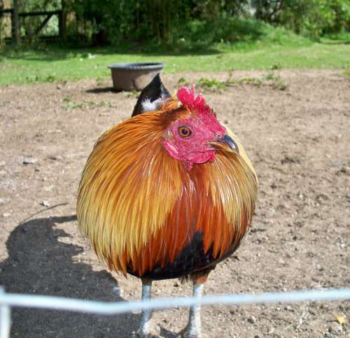 Golden Cockerel Fowl Male Bird Domesticated Farm