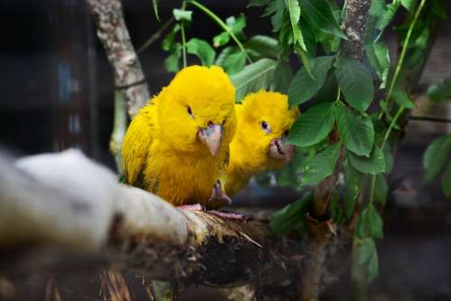 Golden Conure Parrots Queen Of Bavaria Conure Pair