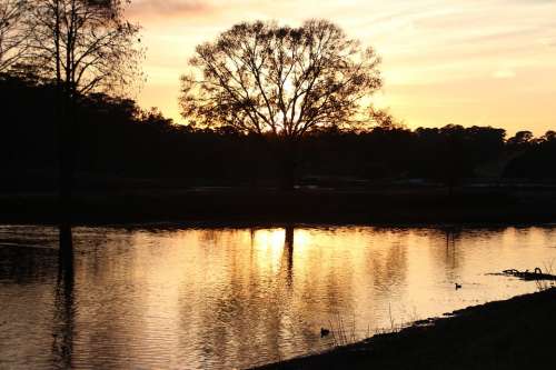 Golden Light Park Nature Autumn Beautiful Season