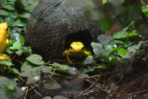 Golden Poison Frog Frog Phyllobates Terribilis