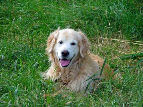 Golden Retriever Dog Retriever Canine Pet Animal
