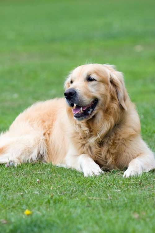 Golden Retriever Golden Retriever Dog Canine Pet
