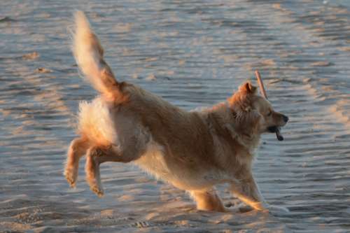 Golden Retriever Dog Animals Beach Animal