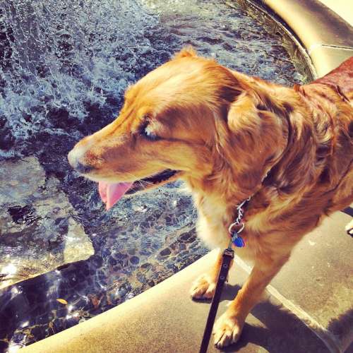 Golden Retriever Dog Water Fountain