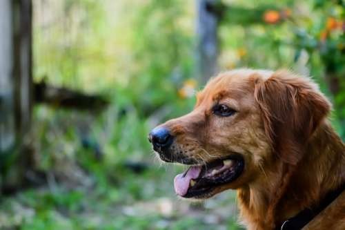 Golden Retriever Dog Pet Animal Canine Domestic