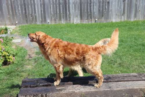 Golden Retriever Dog Retriever Animal Pet Canine