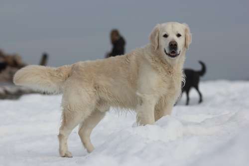 Golden Retriever Snow Winter Baltic Sea