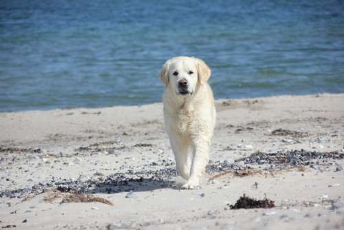 Golden Retriever Dog Animal Beach Retriever