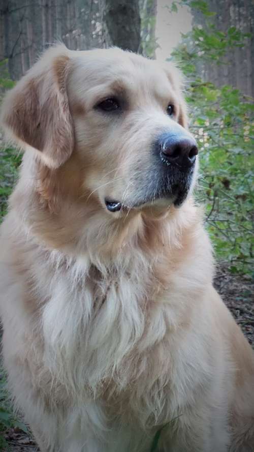 Golden Retriever Pet Dog Animal Portrait Face View