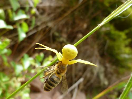 Goldenrod Crab Spider Spider Victims Prey