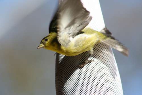 Goldfinch Flying Take Off Take-Off Bird Flight