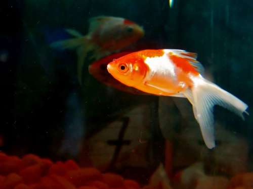 Goldfish Fish Aquarium Fish Tank Water