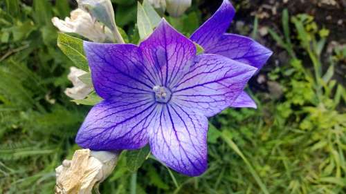 Gömbvirág Blue Plant