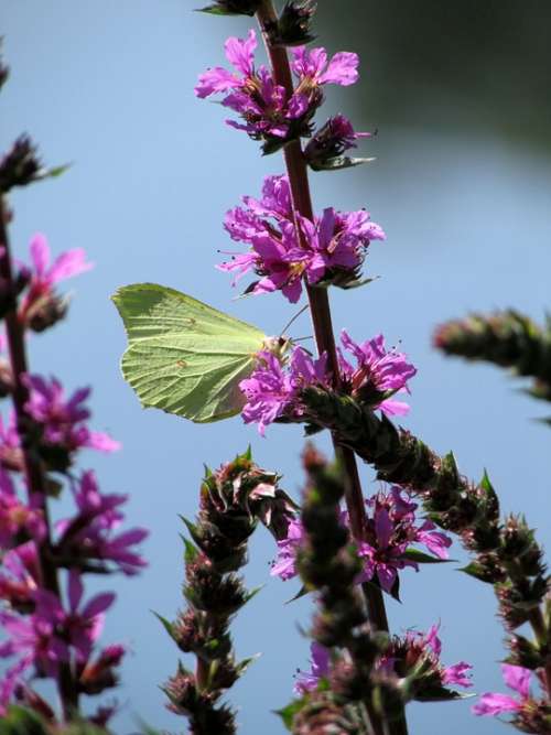 Gonepteryx Rhamni Butterfly Insect Animals