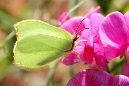 Gonepteryx Rhamni Butterfly Insect Flower Nature