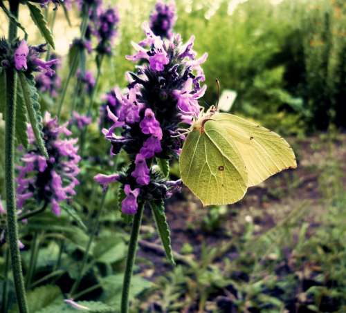 Gonepteryx Rhamni Butterfly Nature Flora Garden