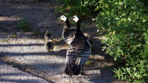 Goose Barnacle Goose Family Day-Old Chicks Chick