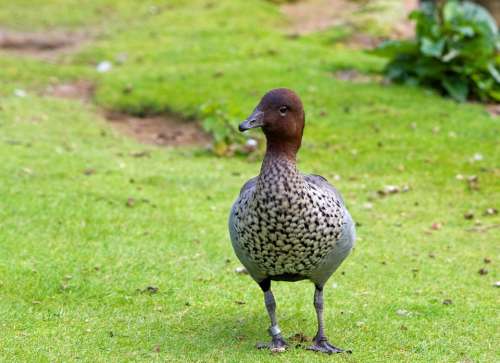 Goose Duck Bird Animal Nature Wildlife Outdoors