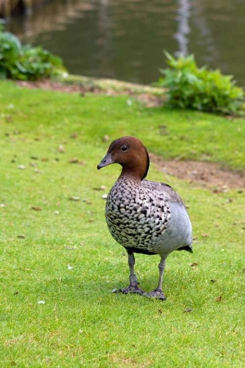 Goose Duck Bird Brown Animal Wildlife Nature