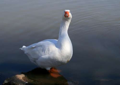 Goose White Goose Water Pond Fowl