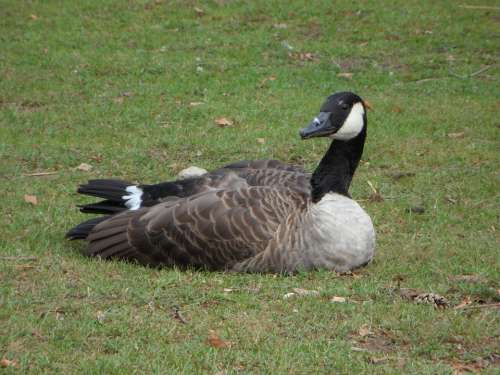 Goose Bird Animal Meadow