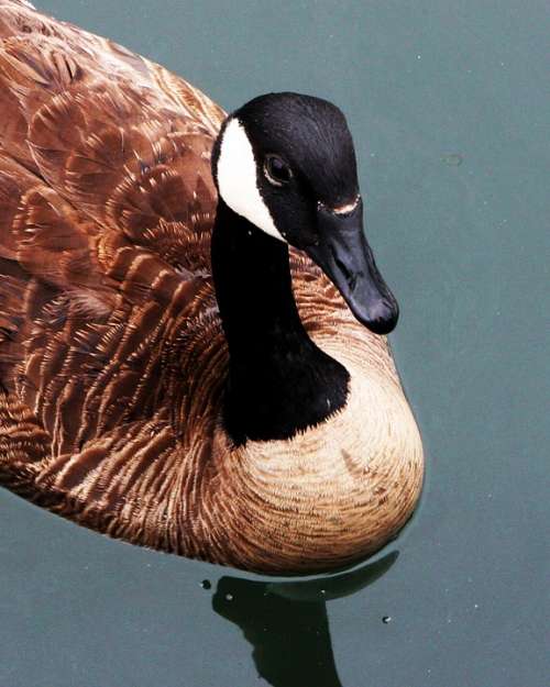 Goose Canadian Canadian Goose Swim Animal Bird