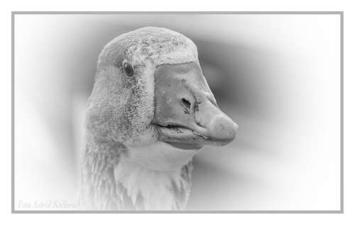 Goose Geese Birds Animal Domestic Goose Farm Head
