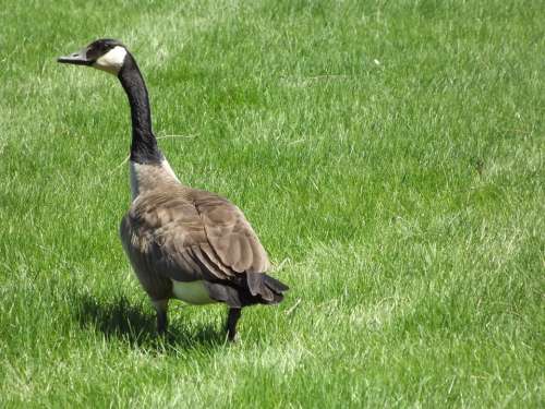 Goose Geese Canadian Field Honk Bird