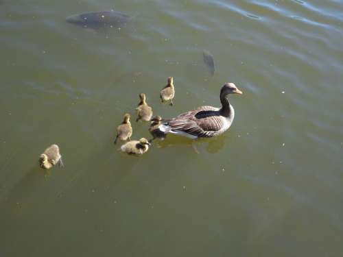 Goose Geese Goose Family Water Swim Chicks