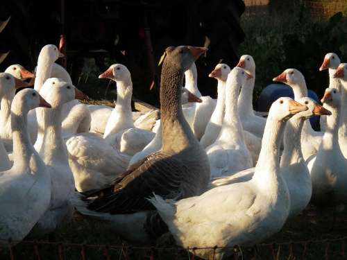 Goose Geese Poultry Bill Plumage Feather Ganter