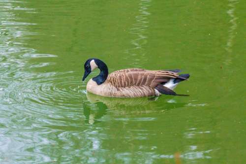 Goose Duck Bird Water Bird Lake Water Animal
