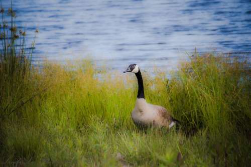 Goose Bird Animal Nature Wildlife Wild Geese