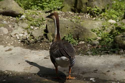 Goose From The Rear Move Shadow Water Bird Animal