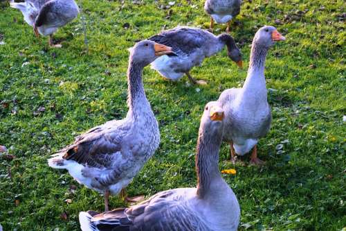 Goose Bird Poultry Animal Autumn Goose Meadow