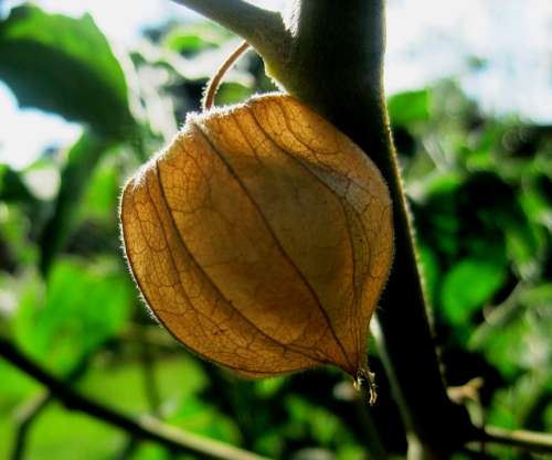 Gooseberry Cape Brown Dry Husk Segmented