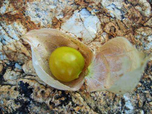 Gooseberry Cape Dry Fruit Round Yellow