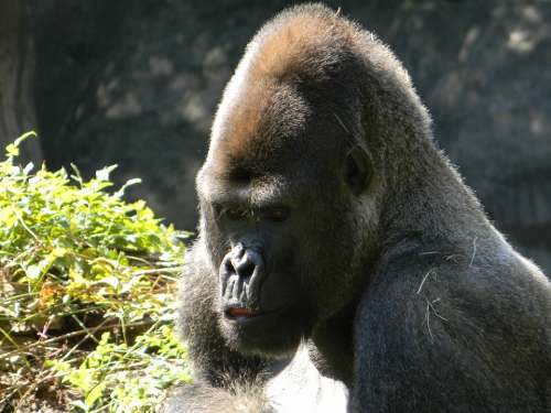 Gorilla Silverback Wildlife Safari Primate Monkey