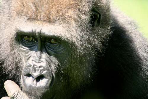Gorilla Ape Geischt Zoo Animal Meadow Animals