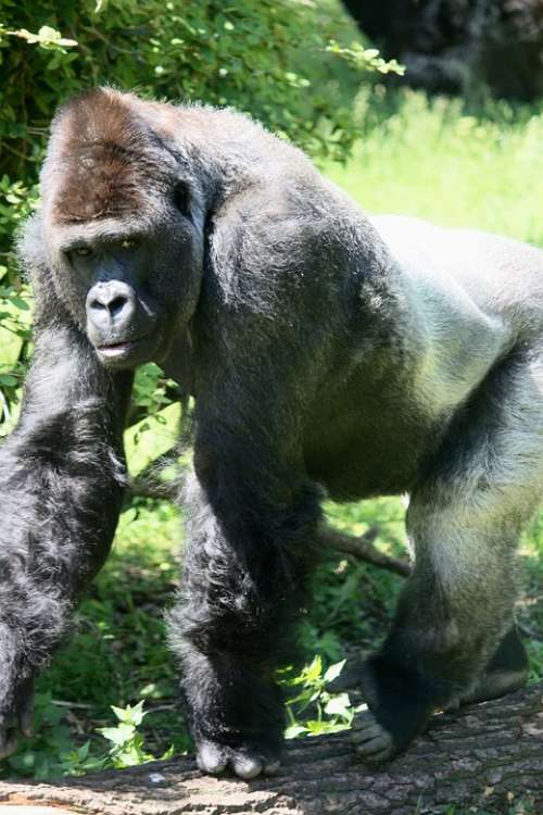 Gorilla Ape Grey Back White Back Zoo Animal